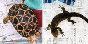 Japanese smuggler of turtles, lizards arrested